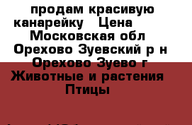 продам красивую канарейку › Цена ­ 500 - Московская обл., Орехово-Зуевский р-н, Орехово-Зуево г. Животные и растения » Птицы   